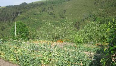 SARASOLA ZAHARRA