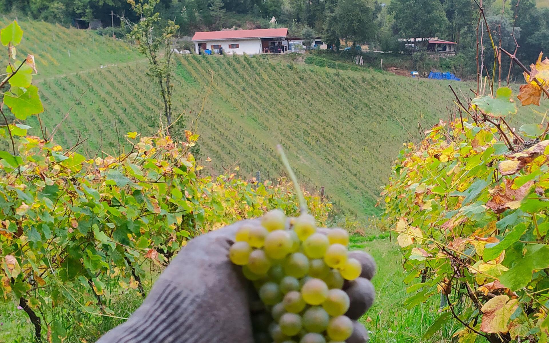 Txakoli Garate