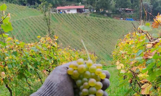 Txakoli Garate