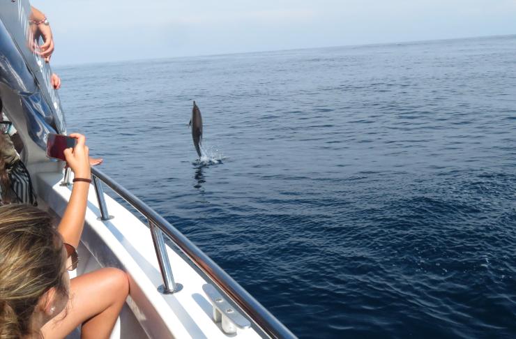 Dónde avistar ballenas y delfines en la Costa Vasca