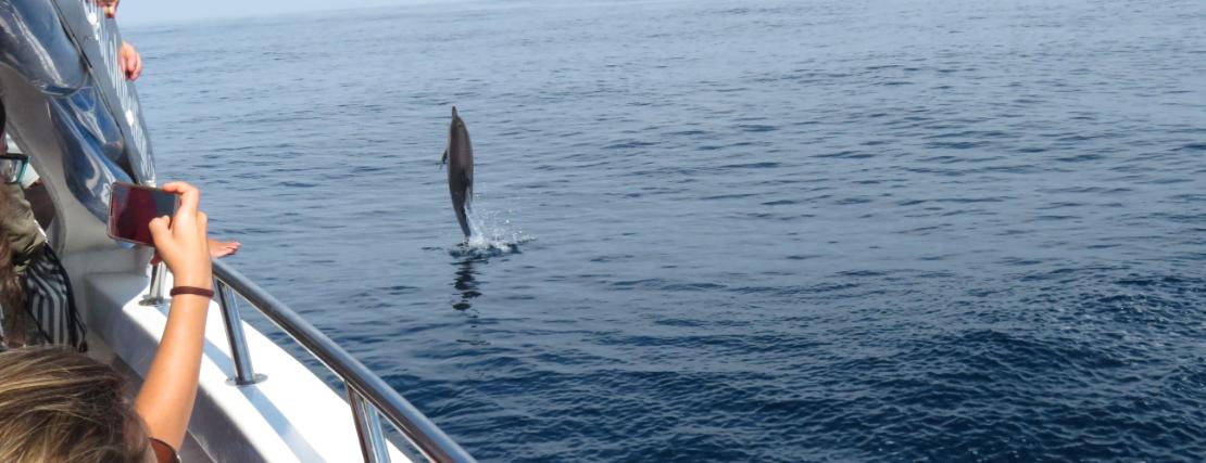 Dónde avistar ballenas y delfines en la Costa Vasca