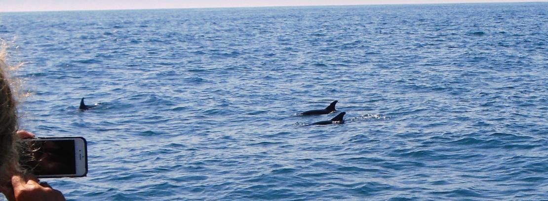 Où observer des baleines et des dauphins sur la Côte Basque
