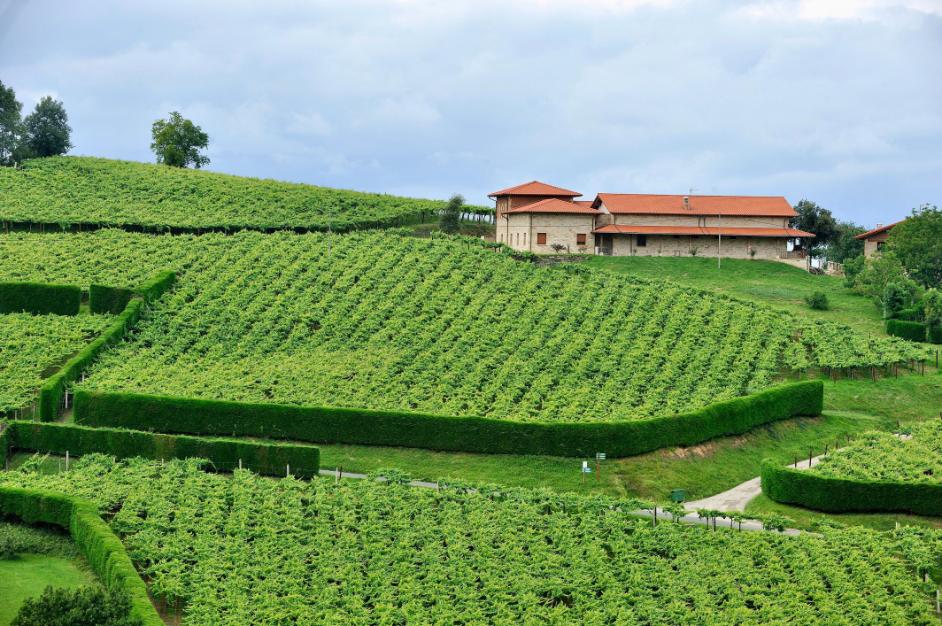 Bodega de Txakoli
