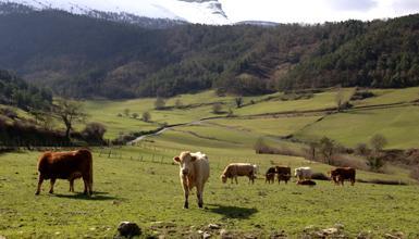 Vallée d'Ayala