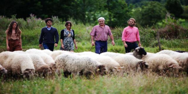 Shepherd for a day