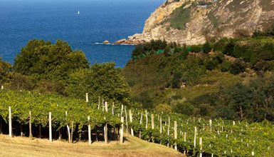 Viñas de Txakoli en Getaria