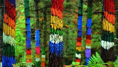 Bosque de Oma