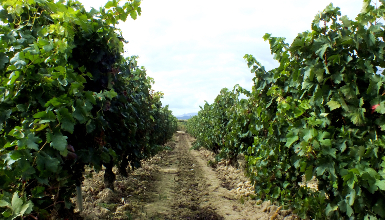 Enjoy a cycle ride among vineyards