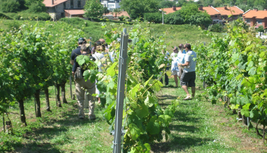 Txakoli de Bakio Visita y cata en bodega