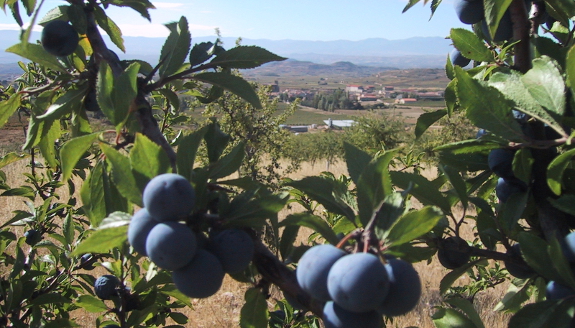 Los secretos del vino y el patxaran en Rioja Alavesa