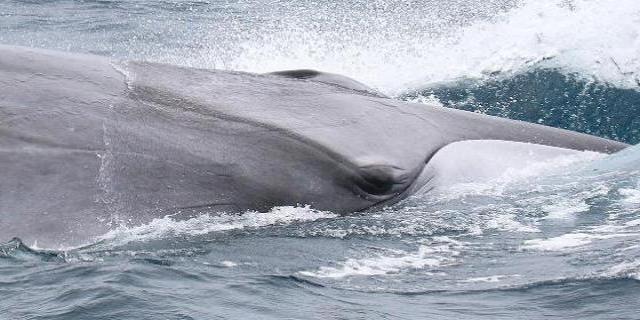 Ballena 