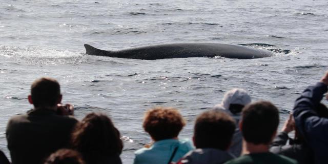 Ballena 