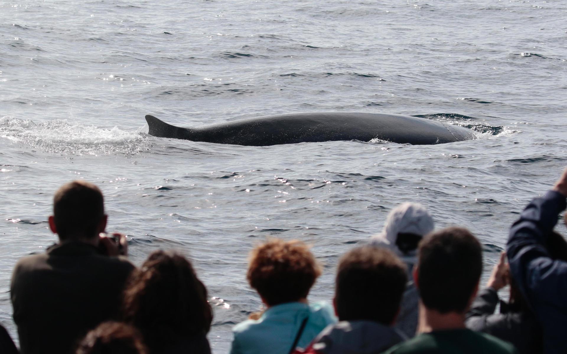 Santurtzi, ver ballenas 