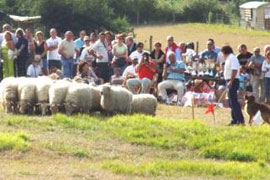 Concurso de perros pastor