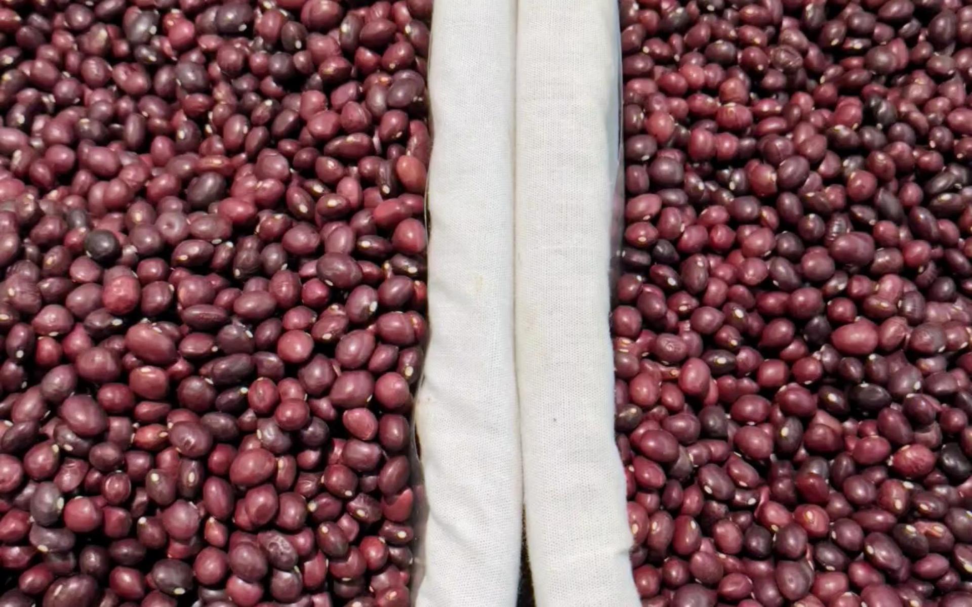 Alubias de Gernika