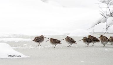 Common snipe (CC BY-3.0-ES 2012/EJ-GV/Irekia-Gobierno Vasco/Mikel Arrazola)