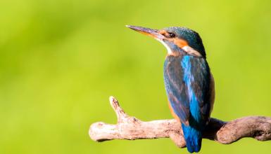 Common kingfisher (CC BY-3.0-ES 2012/EJ-GV/Irekia-Gobierno Vasco/Mikel Arrazola)