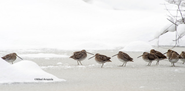 Common snipe (CC BY-3.0-ES 2012/EJ-GV/Irekia-Gobierno Vasco/Mikel Arrazola)