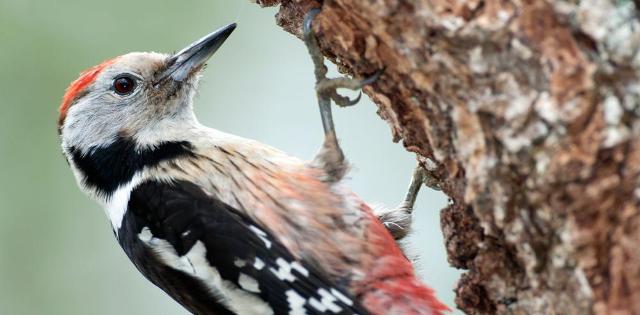 Middle spotted woodpecker (CC BY-3.0-ES 2012/EJ-GV/Irekia-Gobierno Vasco/Mikel Arrazola)