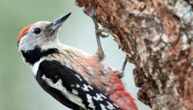 Middle spotted woodpecker (CC BY-3.0-ES 2012/EJ-GV/Irekia-Gobierno Vasco/Mikel Arrazola)