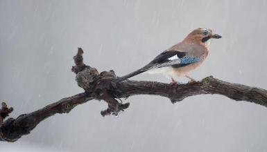 Eurasian jay (CC BY-3.0-ES 2012/EJ-GV/Irekia-Gobierno Vasco/Mikel Arrazola)