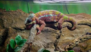 Animalia