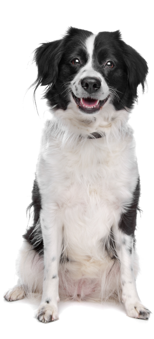 Un Chien