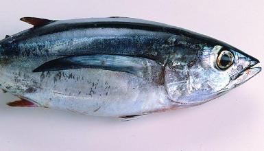 Bonito del Norte y Cimarrón