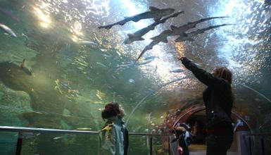 Donostiako Aquariuma