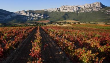 Ruta del vino de Rioja Alavesa