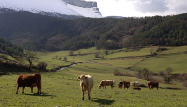 Valle de Ayala